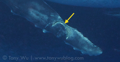 Possible bite impression on left pectoral fin of Fitu (calf #7)