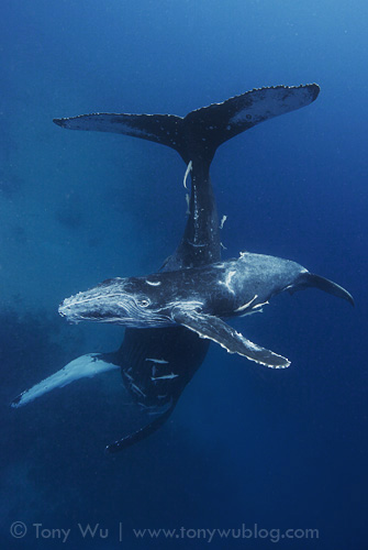 Humpback whale calf Tahafa (#14) with mom resting in a head-down position