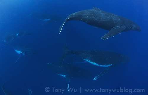 Heat run with eight whales. Travelling fast and diving deep.