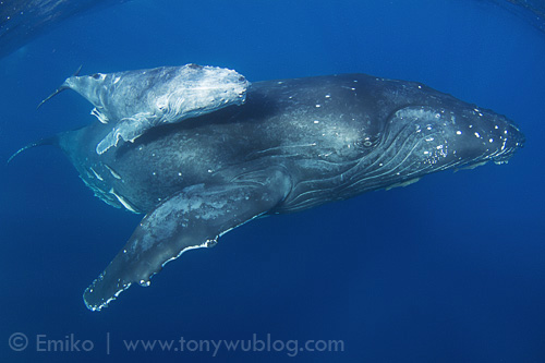 Injured humpback whale calf Tahafa (calf #14)
