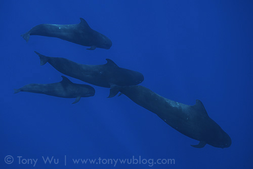 Pilot whales in the blue