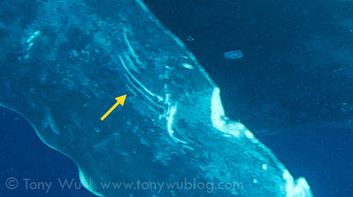 Example of raking marks on injured calf Tahafa's pectoral fin