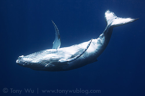 Humpback whale calf Fanima having fun swimming upside-down
