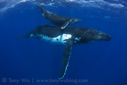 Toluua (calf #32, female), who's mom is the same as the mother of Luna, calf #13 of 2009!