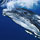 48 Baby Humpback Whales!