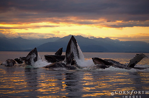 Humpback whales bubble-feeding at sunset in Alaska