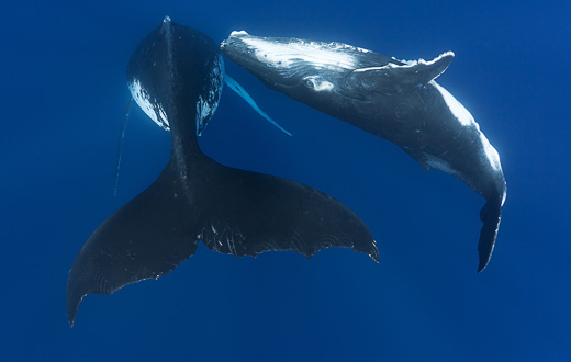 Whales, Whales, Whales
