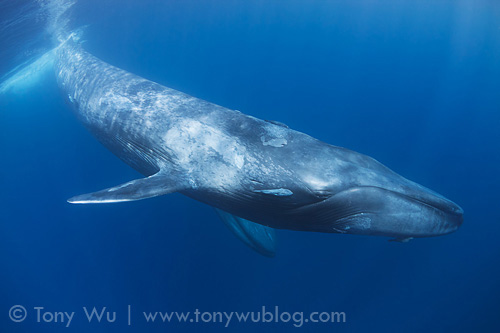 Blue whales swimming in blue water
