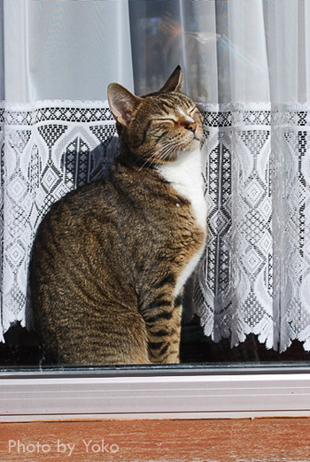 Cat sunning himself in window sill