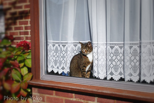 Cat in window sill looking outside