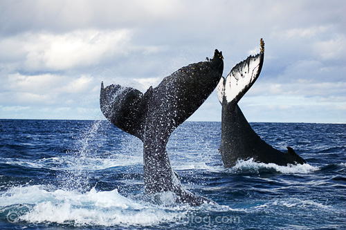 Humpback whales tandem tail-slapping in Tonga