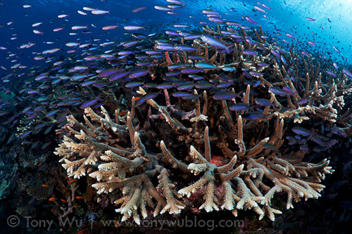 Millions of fish at Carl's Ultimate dive site in the Eastern Fields of Papua New Guinea