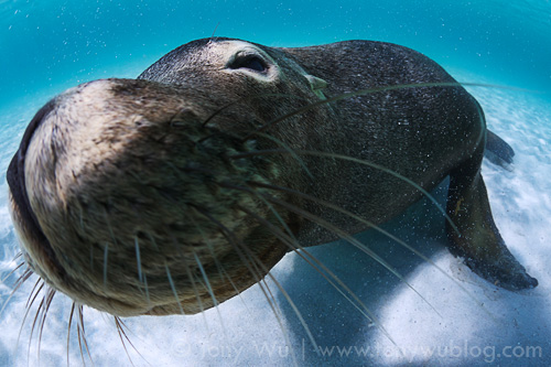 Young Australian sea lion coming in for a kiss