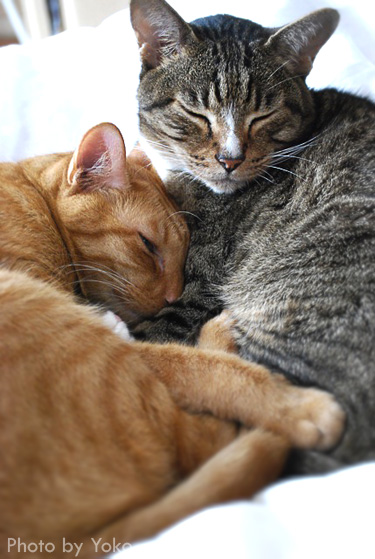 Two cats sleeping together