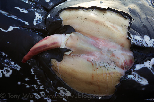 Penis of dead humpback whale calf
