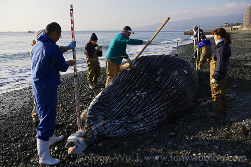 Researchers measuring deceased humpback whale calf