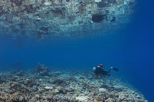 Diver above coral reef, Eastern Fields, Papua New Guinea