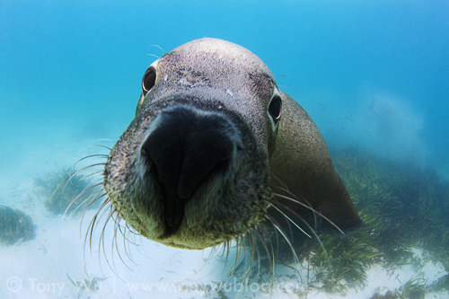 Endangered Australian sea lion (Neophoca cinerea)