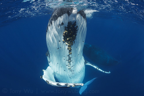 Humpback whale (Megaptera novaeangliae) courtship in Tonga