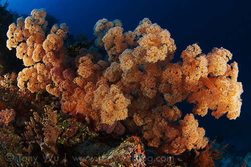 Yellow soft coral, Eastern Fields, Papua New Guinea