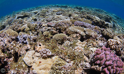 Pristine coral reef atoll, Eastern Fields