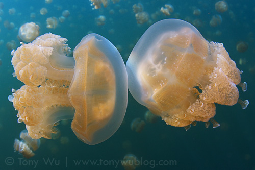Two jellyfish bumping into each other in Jellyfish Lake Palau