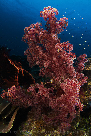 Red soft coral, Eastern Fields, Papua New Guinea