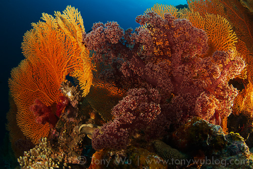 Sea fans and soft coral, Eastern Fields, Papua New Guinea
