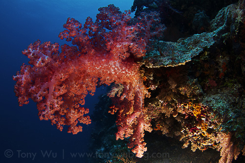 Soft coral, Eastern Fields, Papua New Guinea