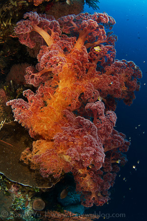 Soft coral, Eastern Fields, Papua New Guinea