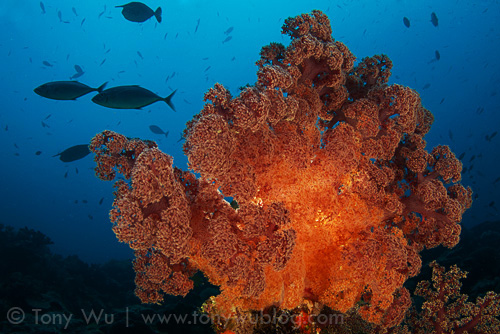 Soft coral and fish, Eastern Fields, Papua New Guinea