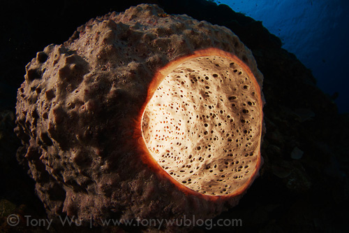 Sponge on reef, Eastern Fields, Papua New Guinea