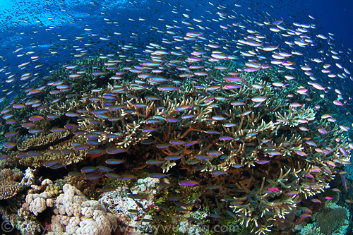 Thousands of fusilier damsels and magenta slender Anthias swarming over staghorn coral at Carl's Ultimate dive site