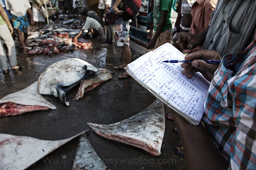 Manta rays killed for gill raker trade