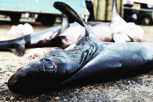 Thresher sharks, killed for their fins