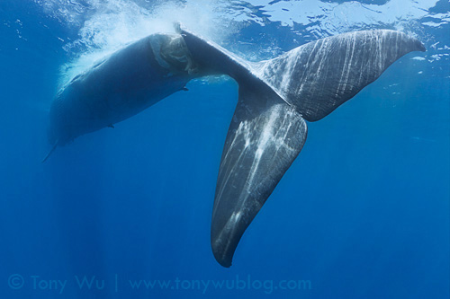 Dead blue whale