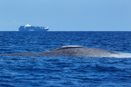 Dead blue whale ship strike