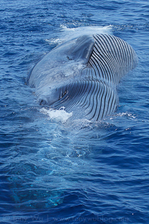 Surface view of dead blue whale