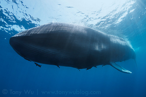 Dead blue whale (Balaenoptera musculus) in Sri Lanka