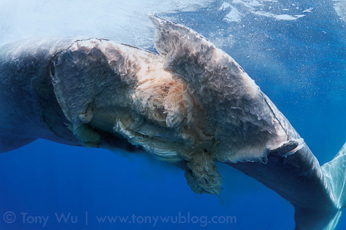 Large wound, dead blue whale