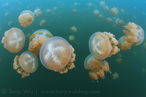 Lots of jellyfish at Jellyfish Lake in Palau