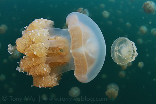Mastigias cf. papua etpisoni jellyfish at Jellyfish Lake in Palau