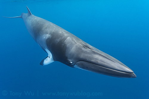 Dwarf minke whale (Balaenoptera acutorostrata) Great Barrier Reef