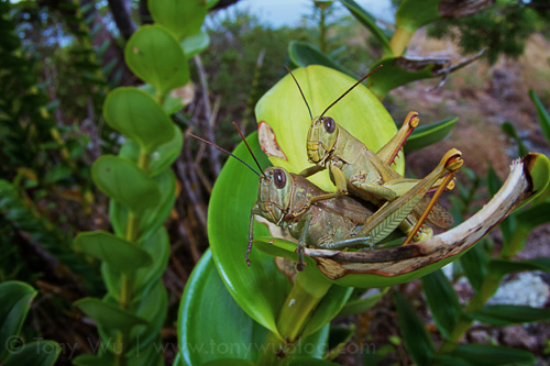 Mating grasshoppers at Lizard Island, Australia