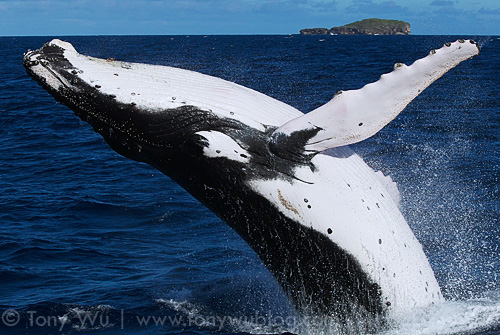 humpback whale with all-white pectoral fins