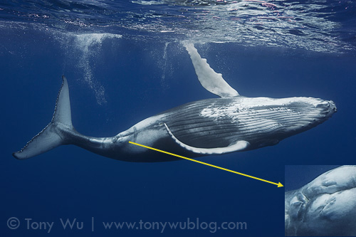 female humpback whale calf with close-up showing developing mammary glands