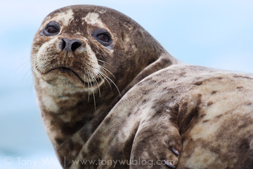 Adorable harbor seal