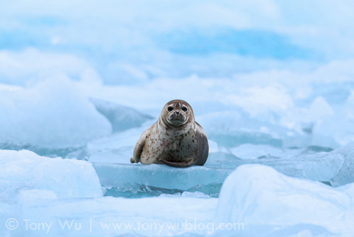 Harbor seal perfectly perched on ice