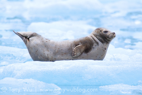 Harbor seal sleeping on iceberg. How cute is this?!