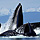 Megaptera Mania: Alaska